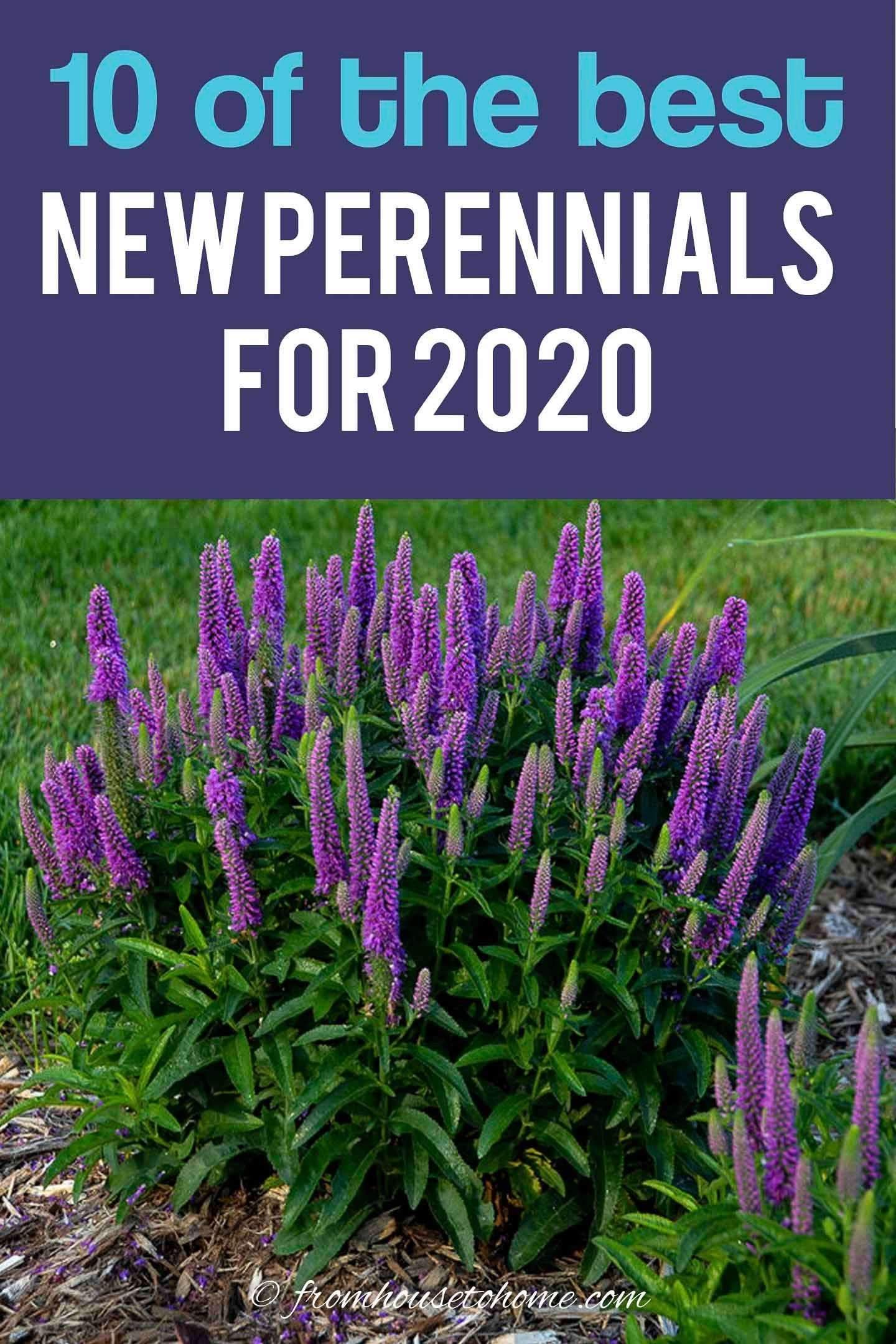 I love this list of the best new perennials for 2020. So many beautiful,…