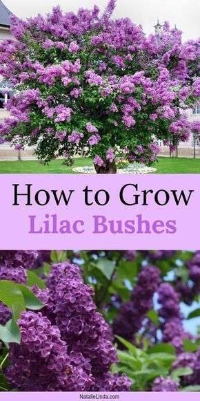Lilac bushes are fragrant trees that grow large clusters of gorgeous blooms. Learn how…