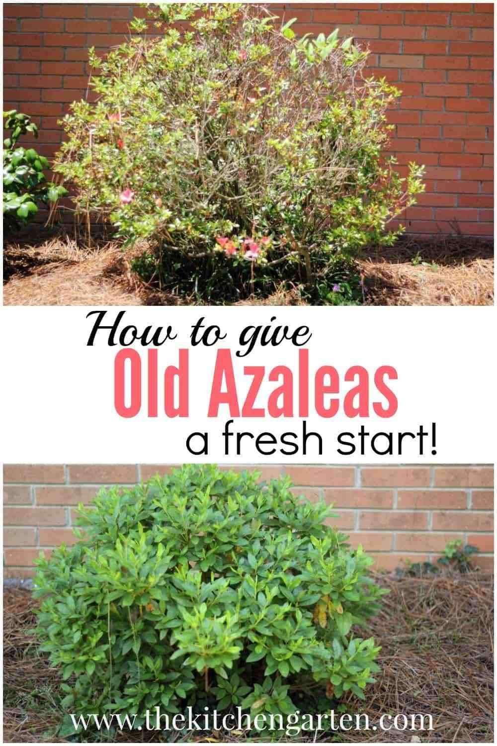 Pruning azaleas can give tired, old azalea plants a fresh start. All it takes…