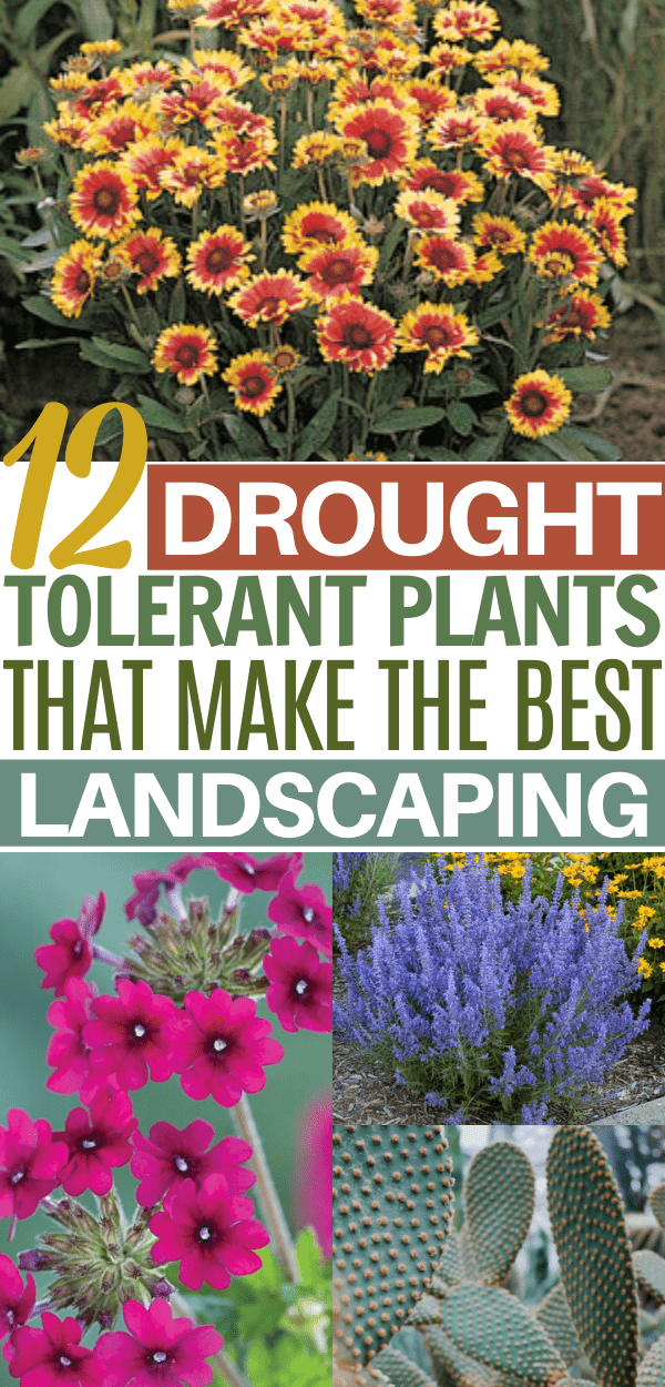 12 Drought Tolerant Flowers and Plants That’ll Add Color to Your Garden