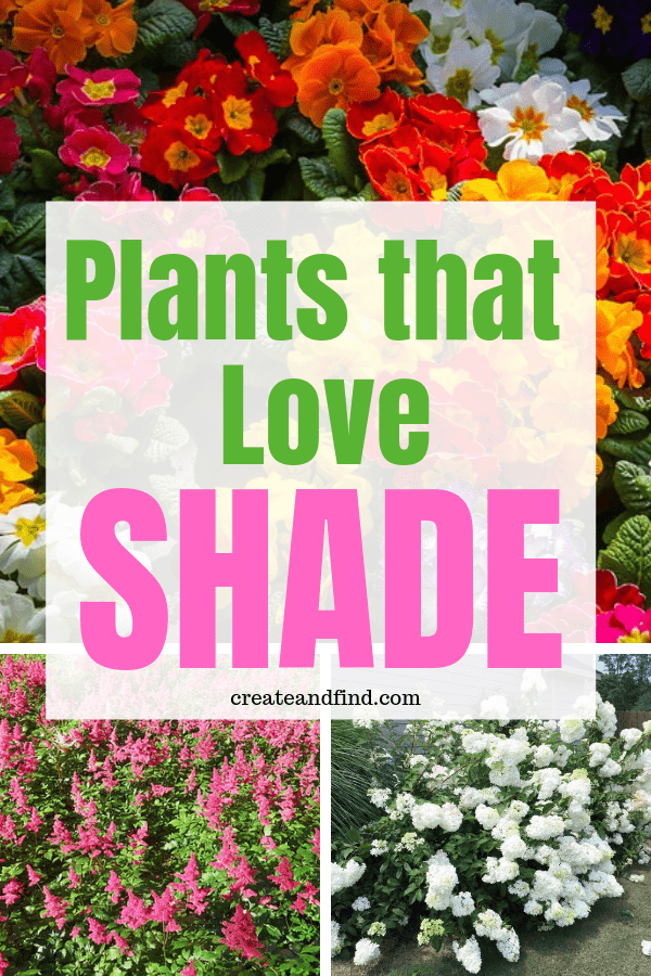 Gorgeous plants that love the shade! Add some of these beautiful varieties of annuals…