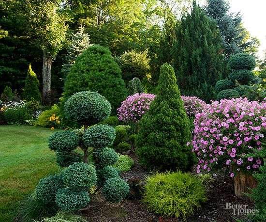 Plant a conifer in your yard for a low-maintenance, durable tree that adds shade…