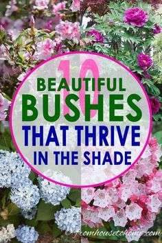These shade bushes are perennial plants that will look beautiful in in backyards or…