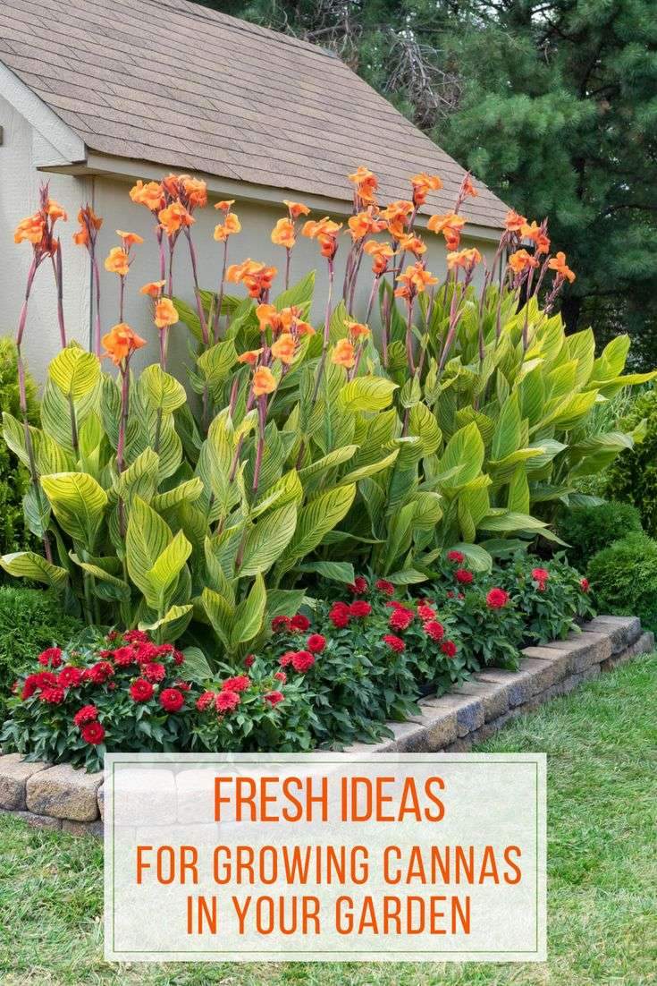 There is nothing subtle about #cannas. With their big #leaves, impressive height and vibrant,…