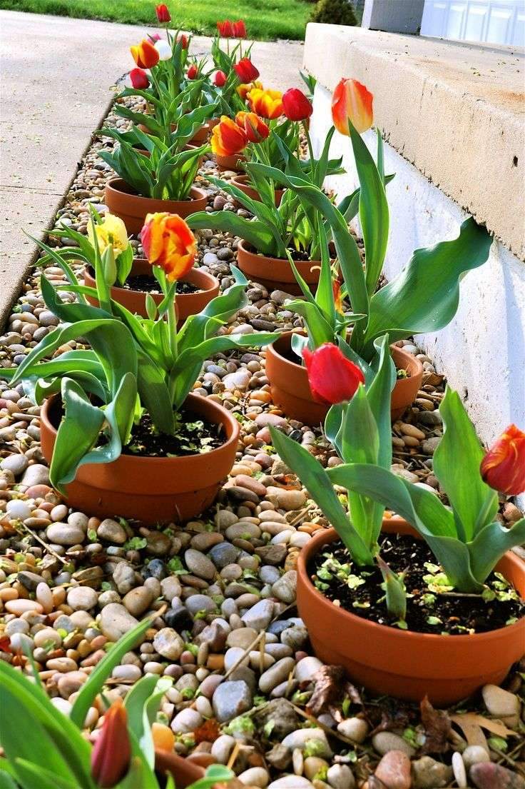 Break the bottom out of ceramic pots, plant tulip bulbs. Then, in the summer,…
