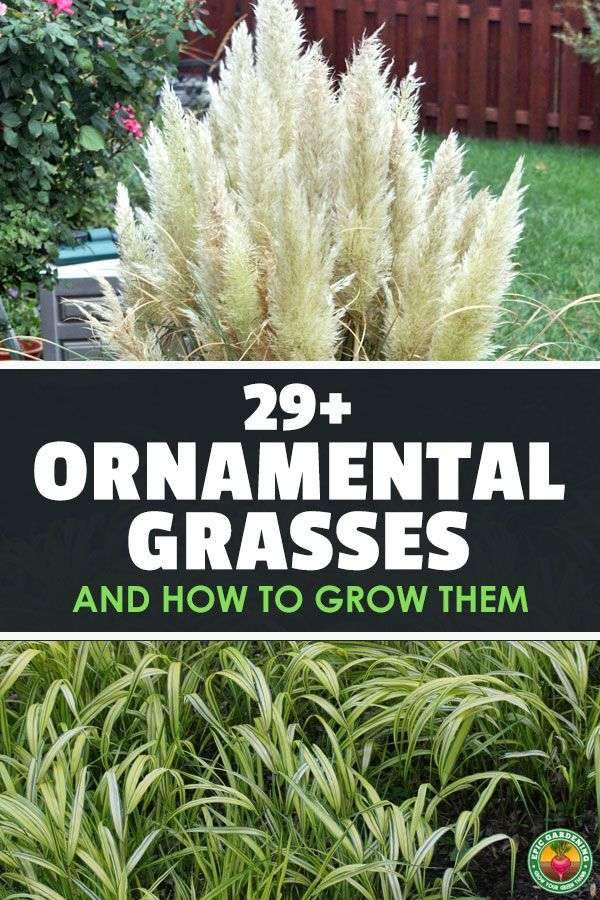Ornamental grasses come in many shapes and sizes, and make a wonderful addition to…