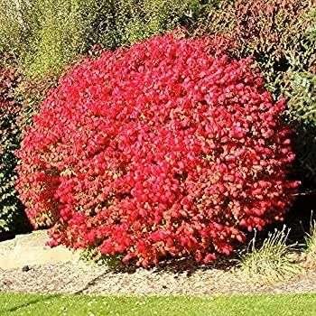 BURNING BUSH SHRUB- BLUE-GREEN COLORED LEAVES IN SUMMER TURNS INTO FIERY RED FALL FOLIAGE -AN EXCELLENT LANDSCAPE PLANT. – 1 Gallon / Potted / Single Plant