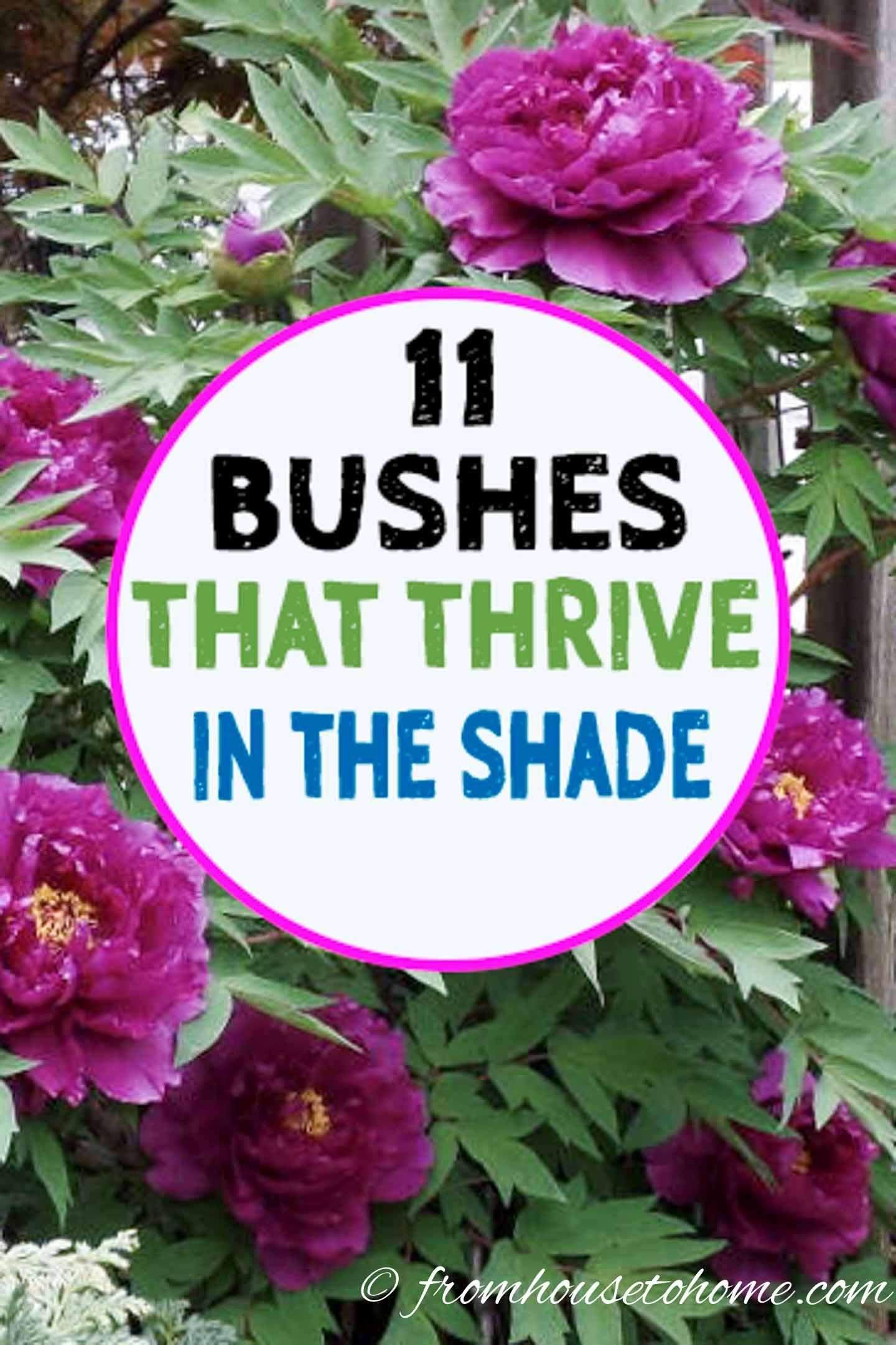 This list of shrubs is perfect for my shade garden. I wasn’t sure how…