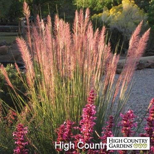 Pink Flamingo is one of the most spectacular native grasses for its big size,…