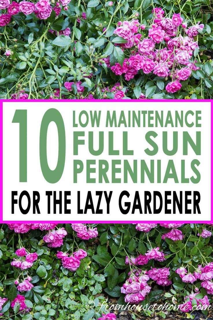 Full Sun Perennials: 10 Low Maintenance Plants That Thrive In The Sun | These…