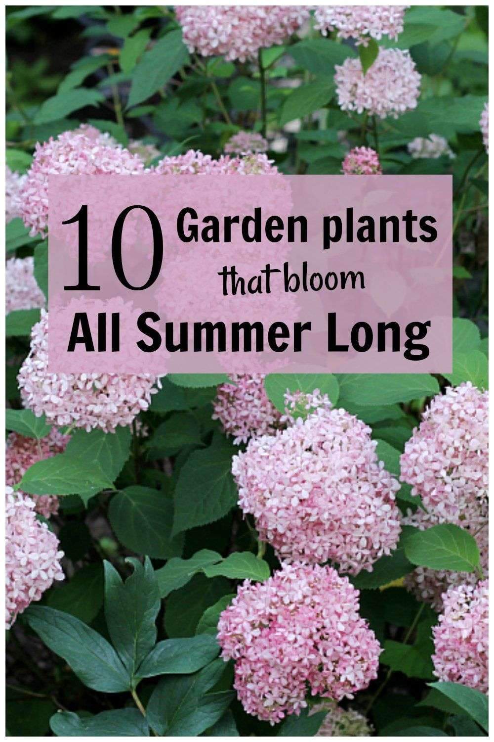 Do you want plants that are easy to grow and bloom for a long…