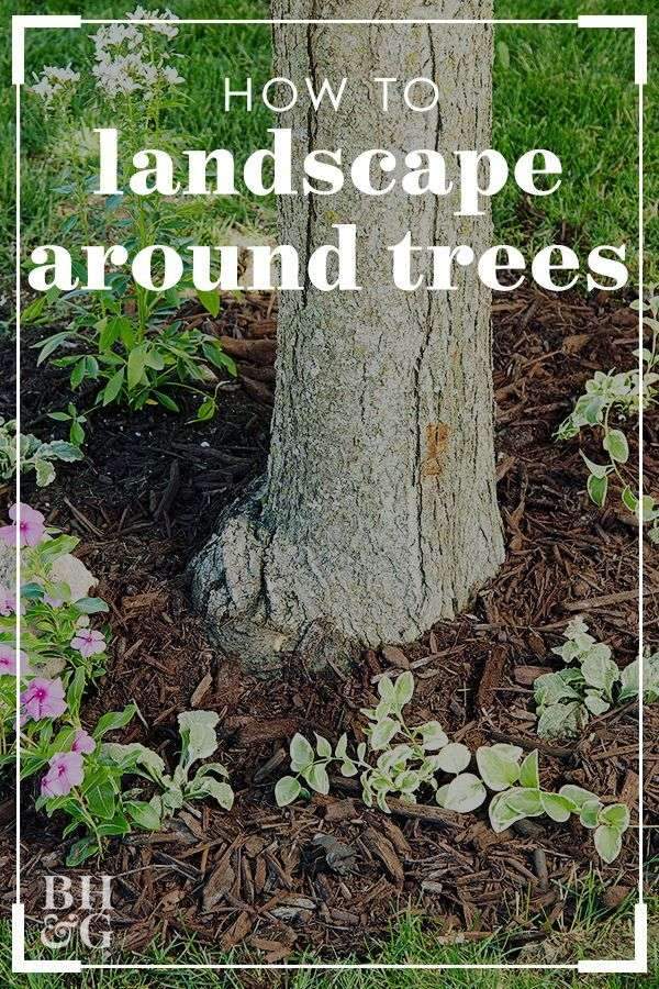 Shade trees are one of the best investments you can make in your landscape.…