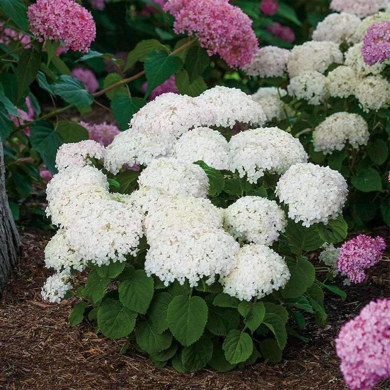 Invincibelle Wee White hydrangea is the first and only dwarf version of ‘Annabelle’, but…