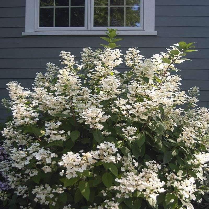 Little Quick Fire panicle hydrangea combines two fantastic, useful traits: it’s the earliest panicle…