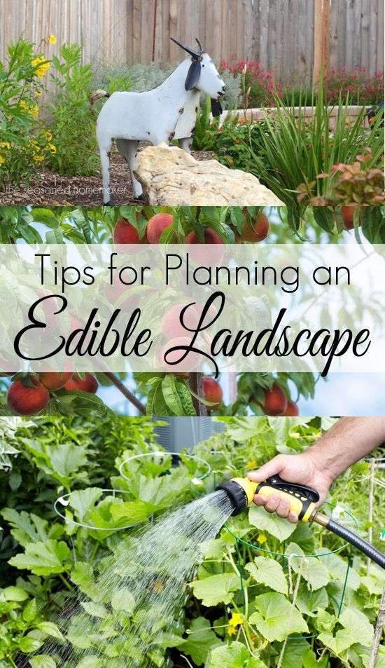If you don’t have room for a vegetable garden you may want to consider…