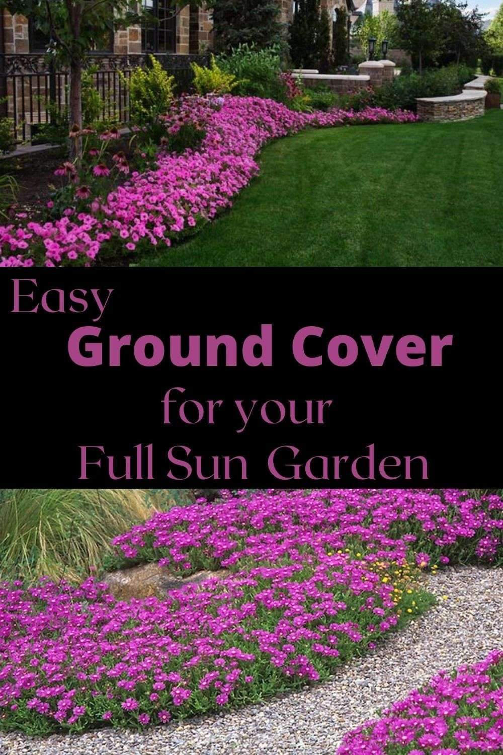 Try these brightly colored flowers for a Sunny Ground Cover