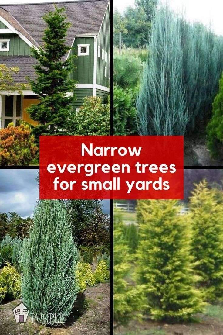Narrow evergreen trees for year-round privacy in small yards
