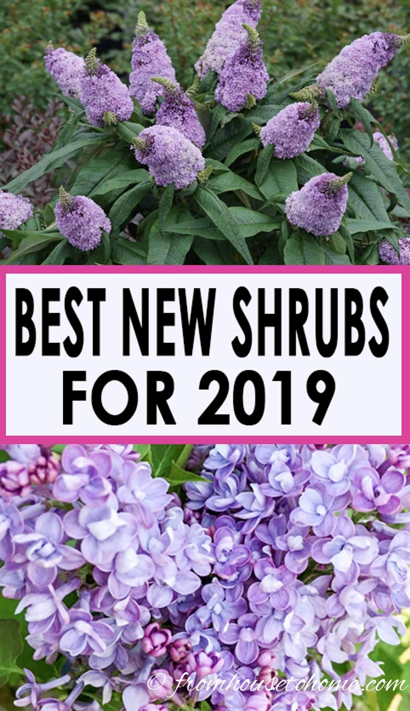 I love this list of the best new perennials and shrubs for 2019. So…