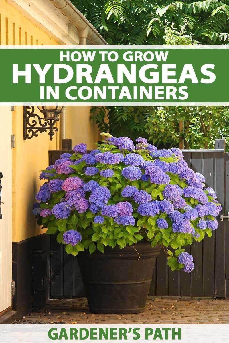 If you love the big, colorful blossoms of hydrangeas but don’t have room in…
