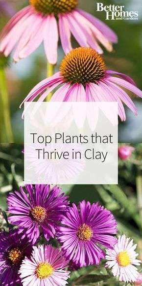 If you’re gardening with clay soil, you may experience some issues landscaping with flowers.…