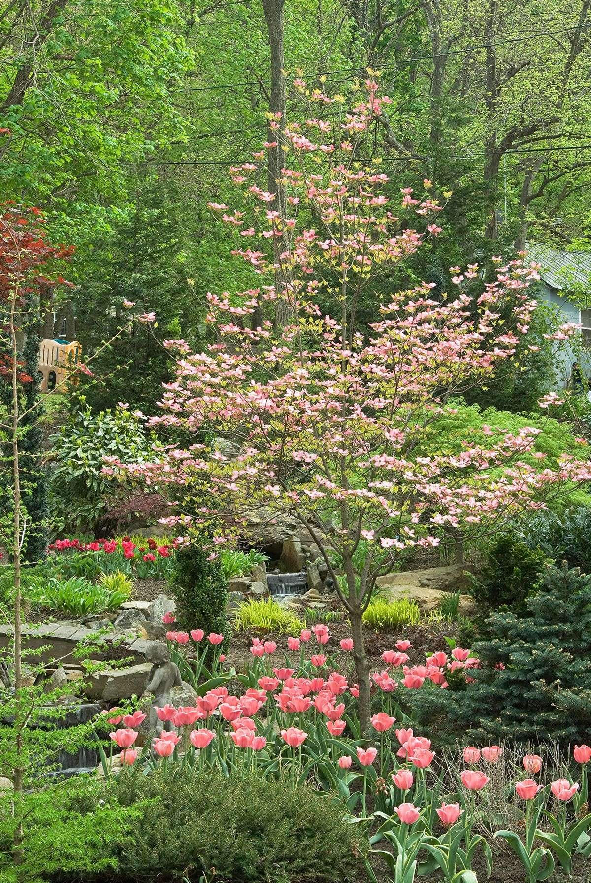 One of the most beautiful North American native trees, flowering dogwood bears pink or…