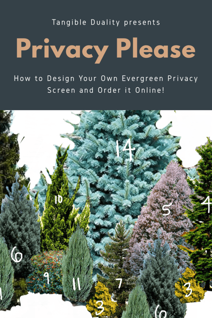 Privacy Please! Design Your Own Evergreen Privacy Screen