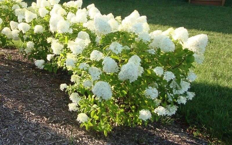 Dwarf Limelight hydrangea- a petite shrub,grows to a height of 3-5’ tall and wide, very cold hardy to -35*F – 3 Gallon