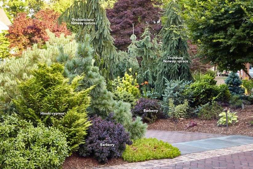 7 ways to use conifers in the garden: Conifers provide the garden with incredible…