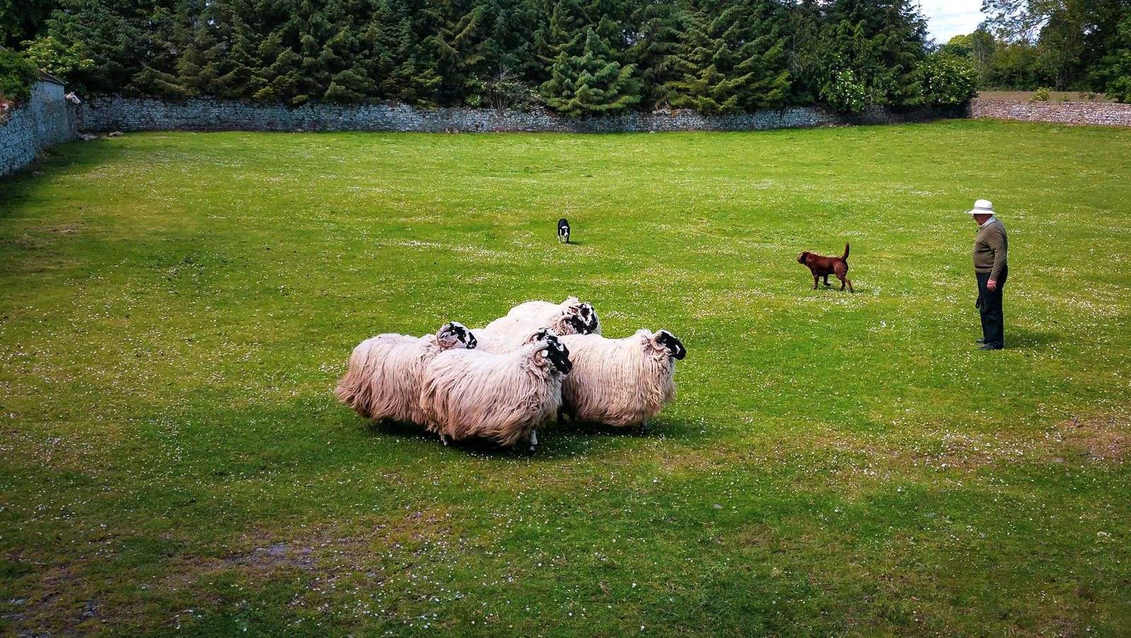 Irish Sheep Farm – 20 x 30 / Colored