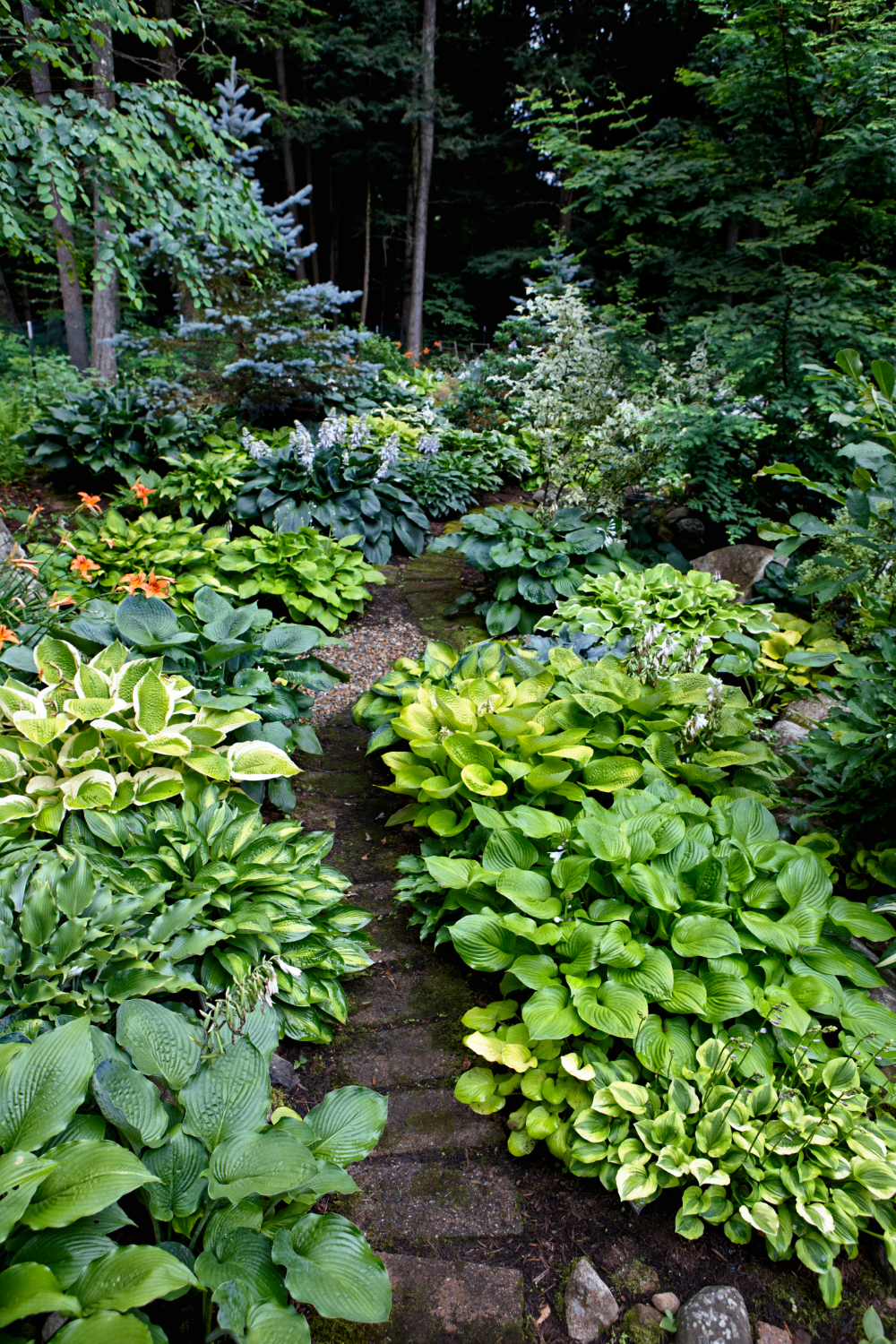 These leafy perennials are showy, shade tolerant, and a cinch to grow—and new varieties…