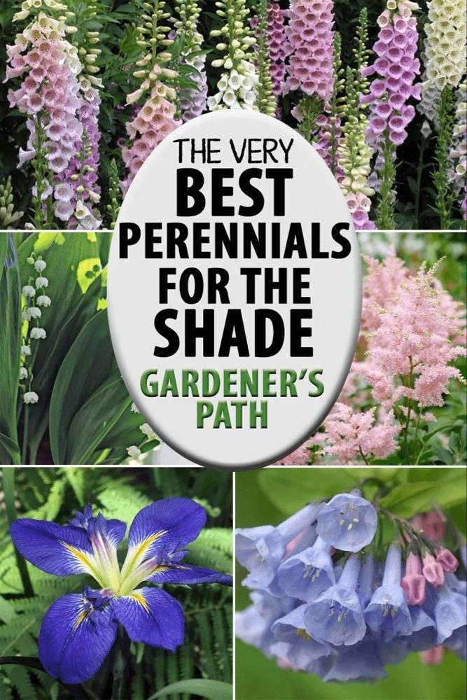 Do you have a shady area that you’d like to brighten up, with a…