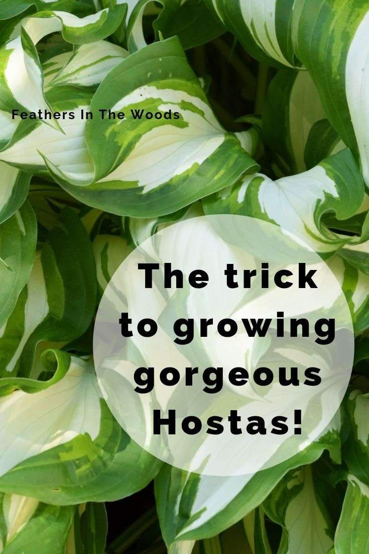 Grow gorgeous Hostas!