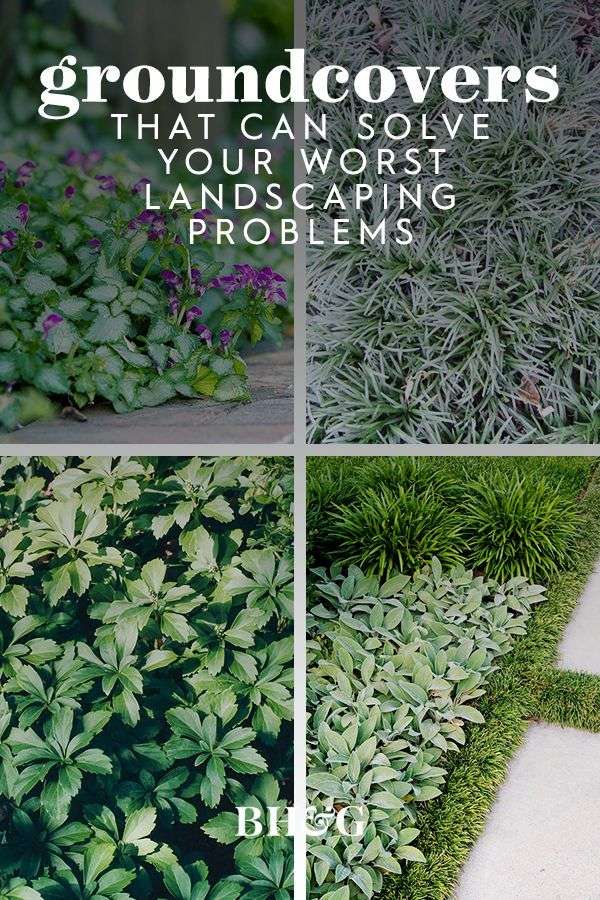 10 Great Groundcover Plants | ArchUp