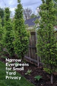 Narrow Evergreens for Small Yard Privacy