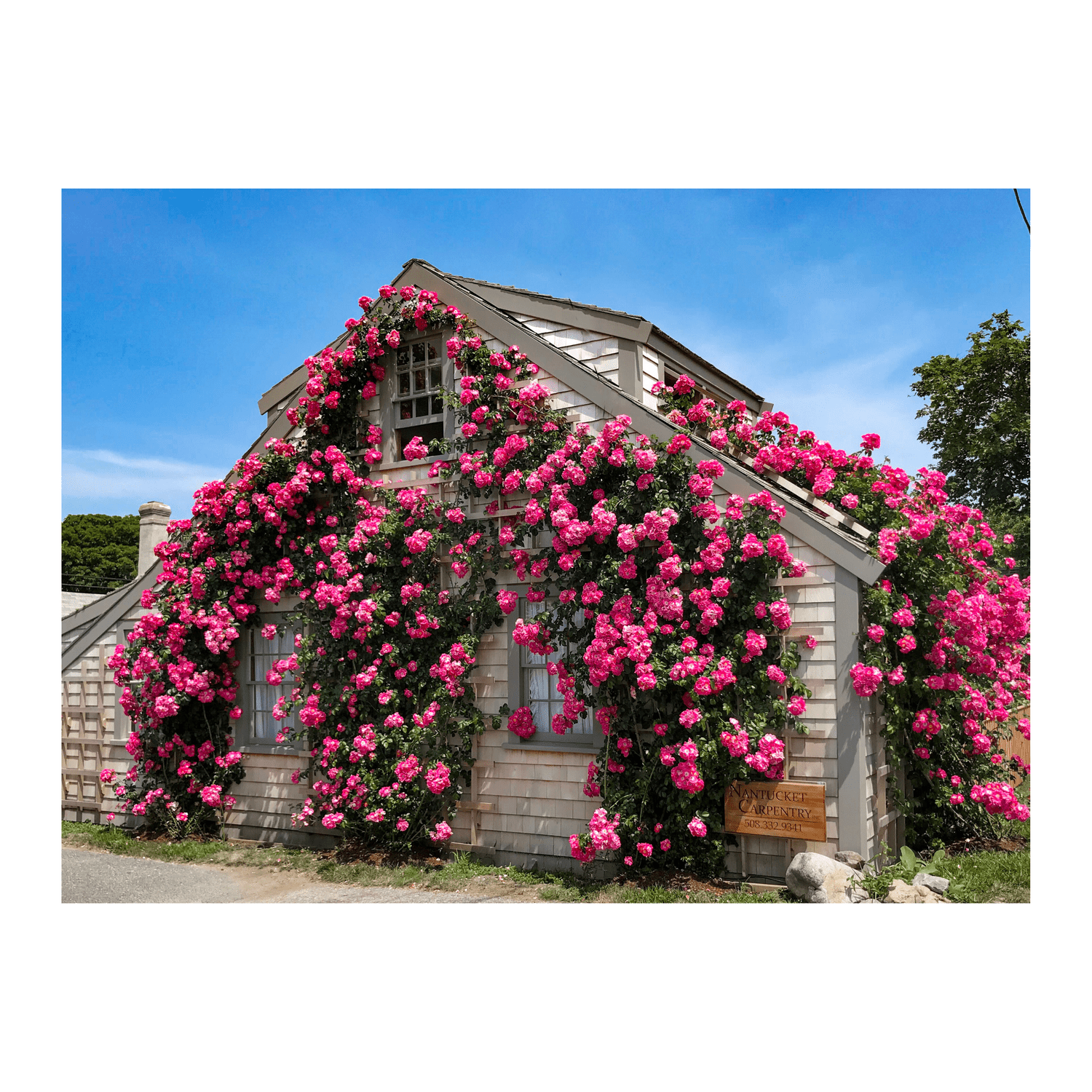 Sconset Rose Cottage Collection – Classic – Landscape / 16×20 (Print Only)
