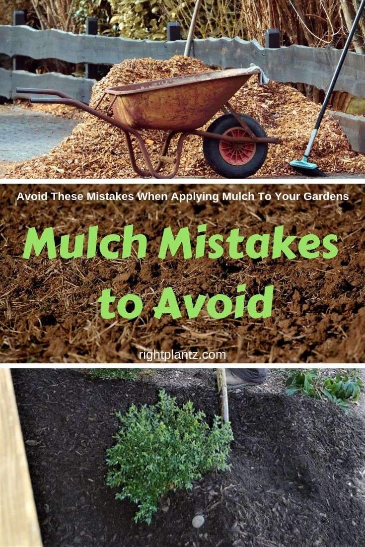 Mulch Mistakes to Avoid