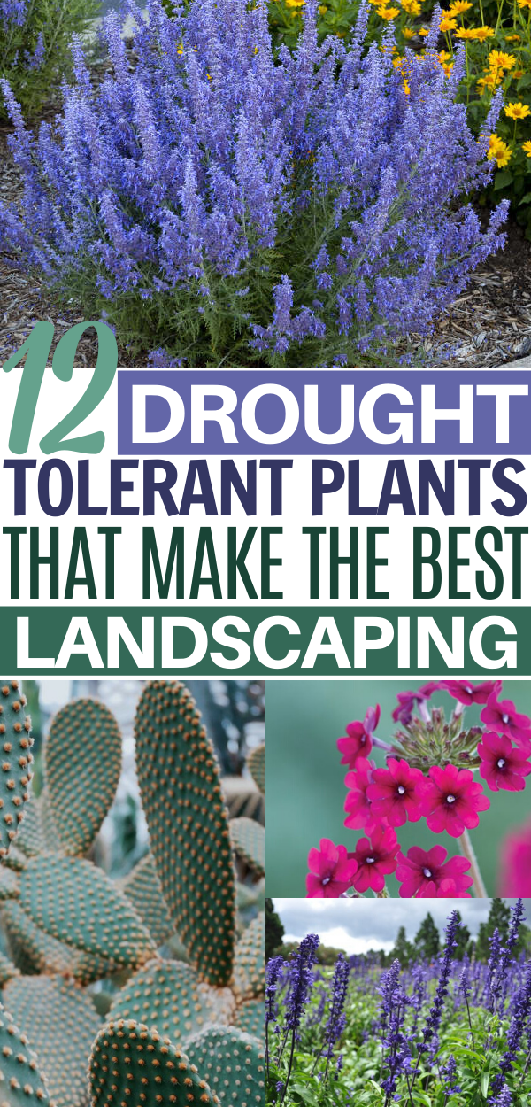 12 Drought Tolerant Flowers and Plants That’ll Add Color to Your Garden