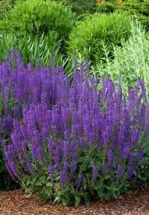 salvia: Salvia. This one needs to come with a warning label. First, it’s a…