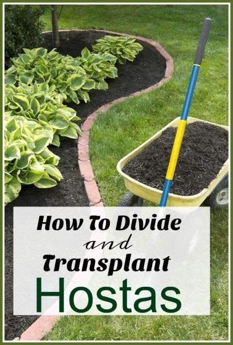 How To Divide & Transplant Hostas – Separating large hosta plants is the perfect…