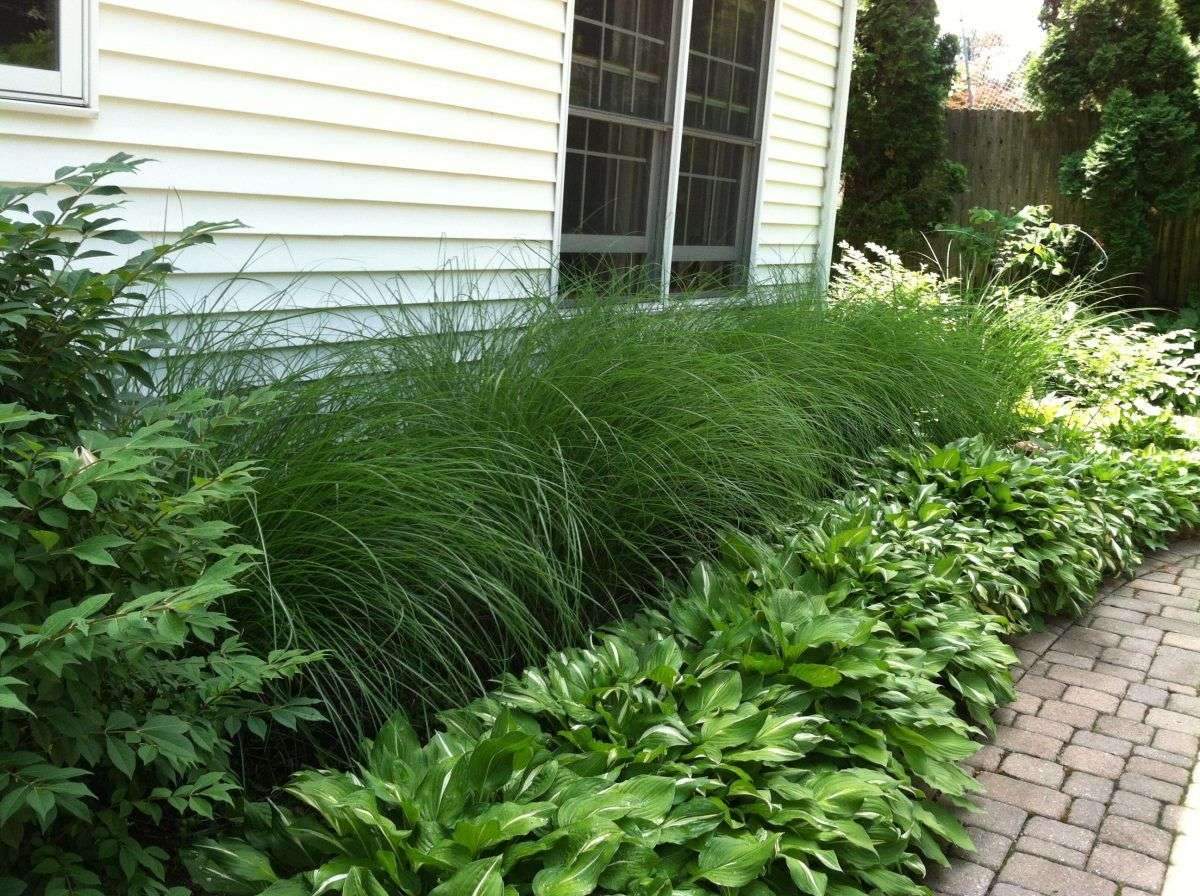 You’re either a lover or hater of ornamental grass. It comes in lots of…