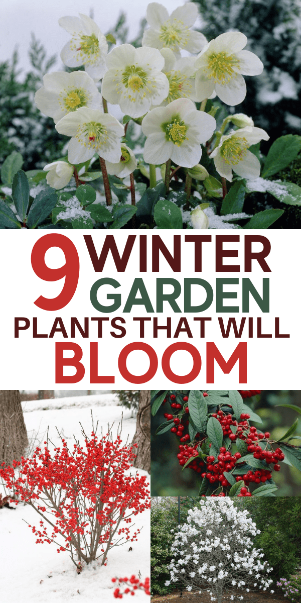 9 Beautiful Winter Plants and Flowers That Survive the Cold