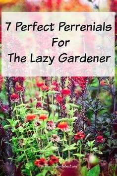 7 Perfect Perennials for the Lazy Gardener- If you want a low-maintenance yard that…