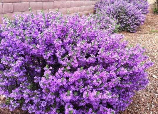 Texas Ranger Plant. The vibrant lavender, purple, and magenta blooms of a Texas ranger…