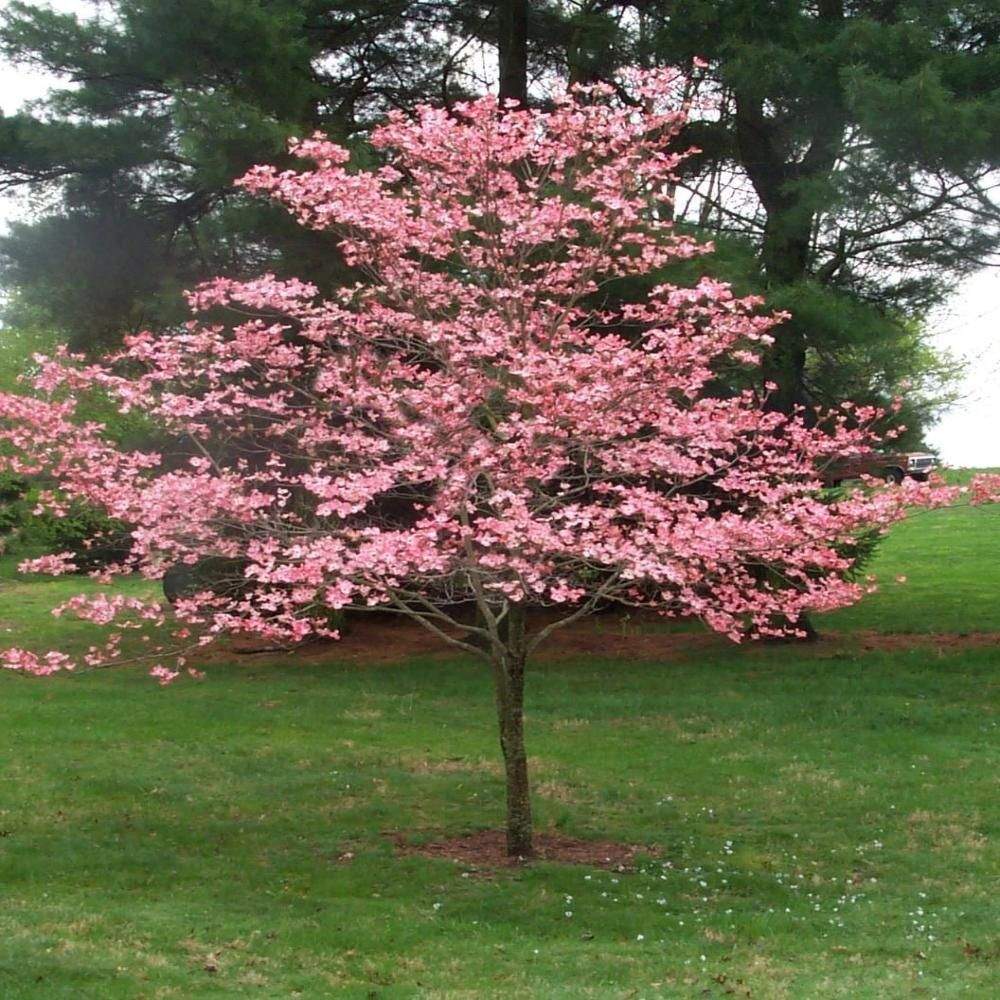 Cherokee Chief Dogwood Tree- Gorgeous Red Flowers In Spring, Vibrant Red Berries, Green Leaves Turn Crimson In Fall. – 1 Gallon / Potted / Single Plant