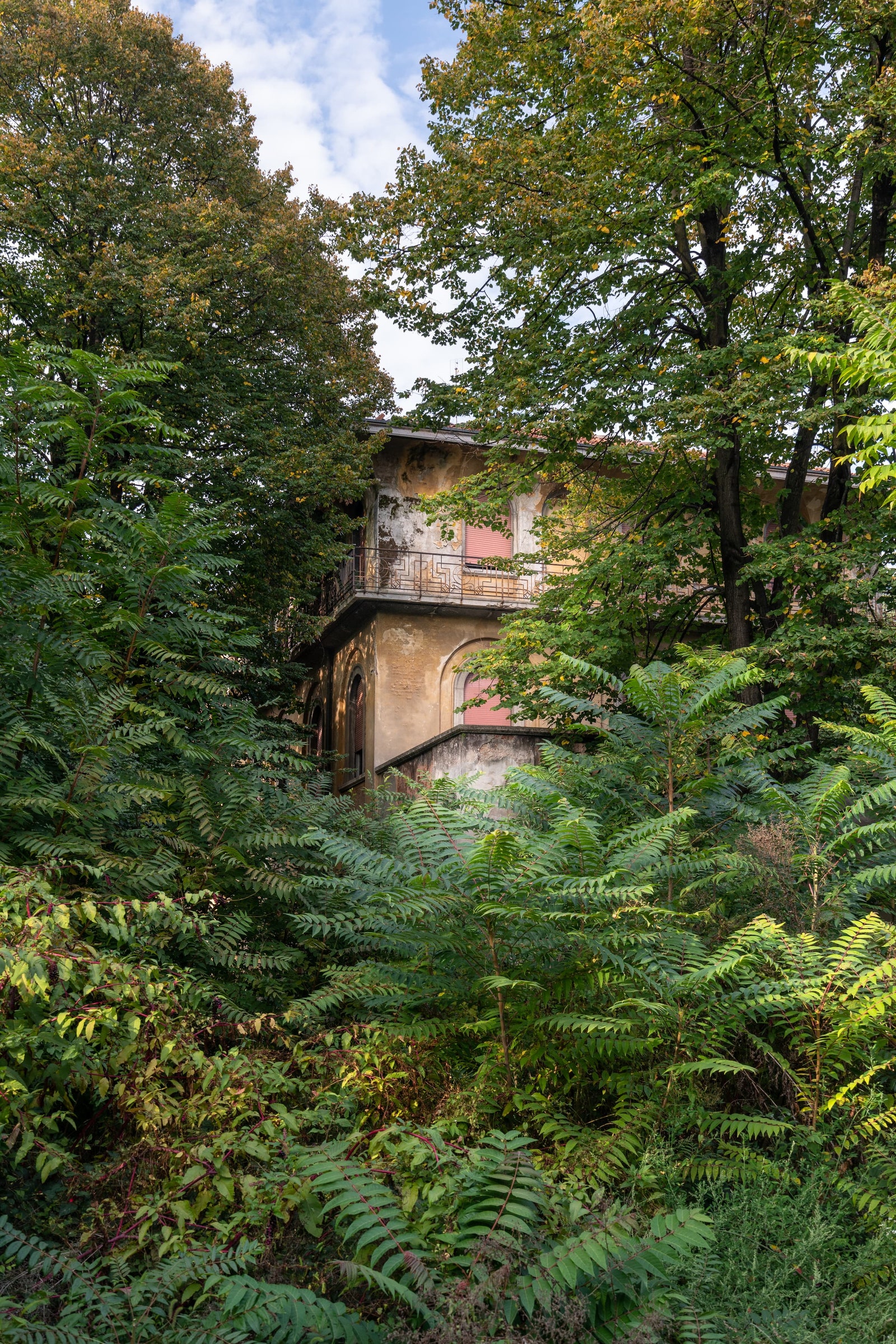 ربما تحتوي الصورة على Bush Vegetation Plant Outdoors Nature Fern and Building