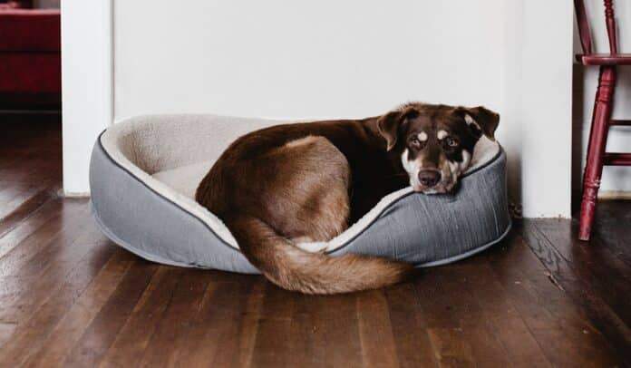 Best Bean Bag Chair For Dogs