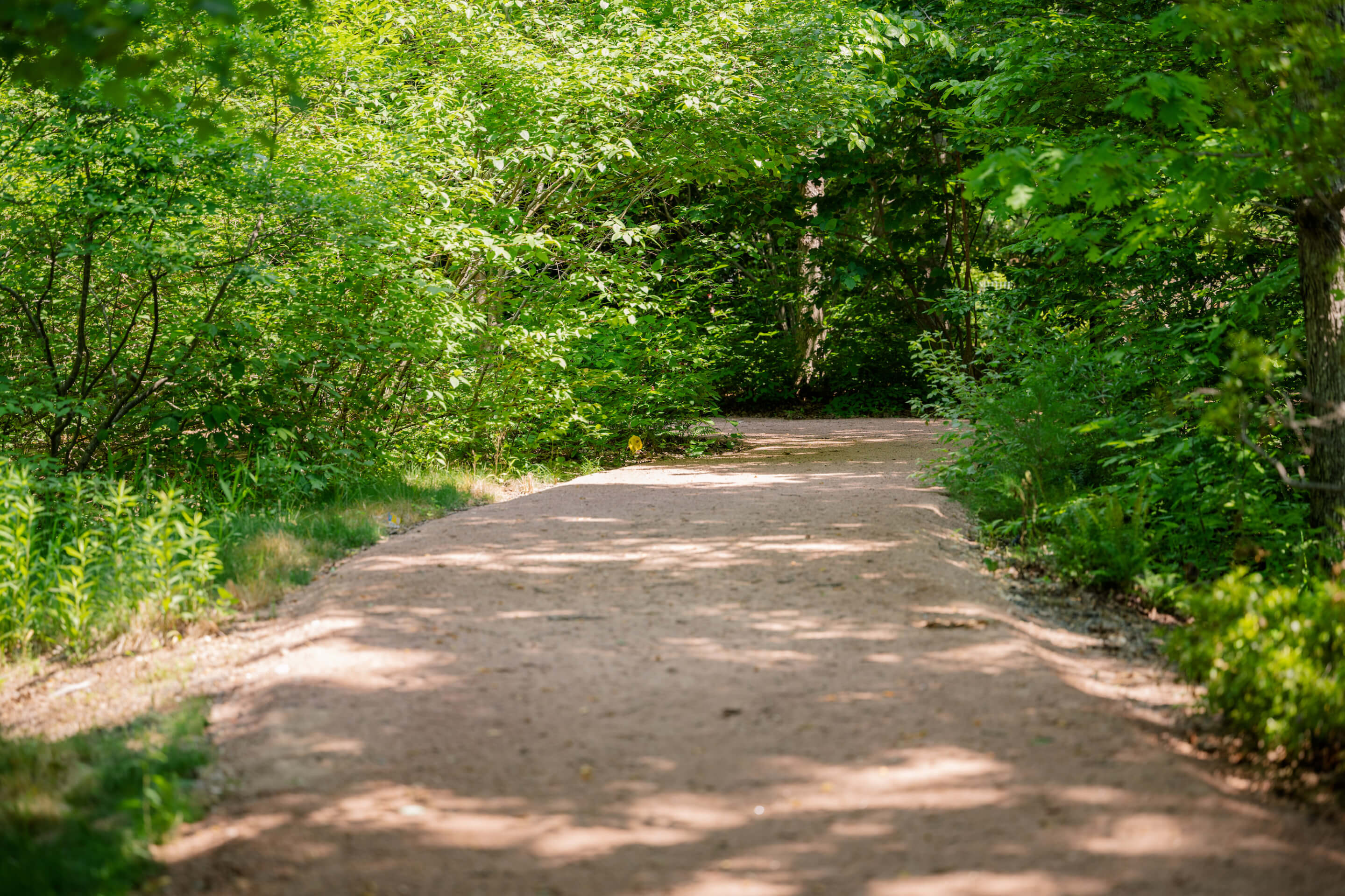 a lonely path leading into the woods