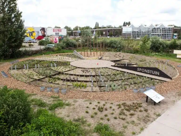 Sponge garden