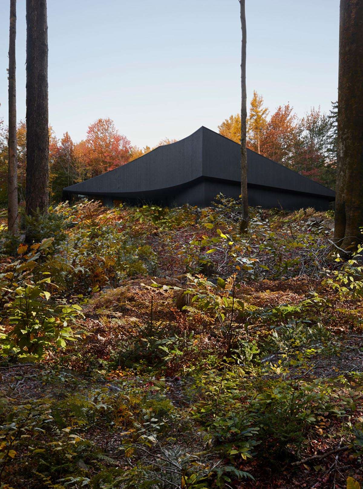 Combine mathematical logic and technical touches in a Canadian forest