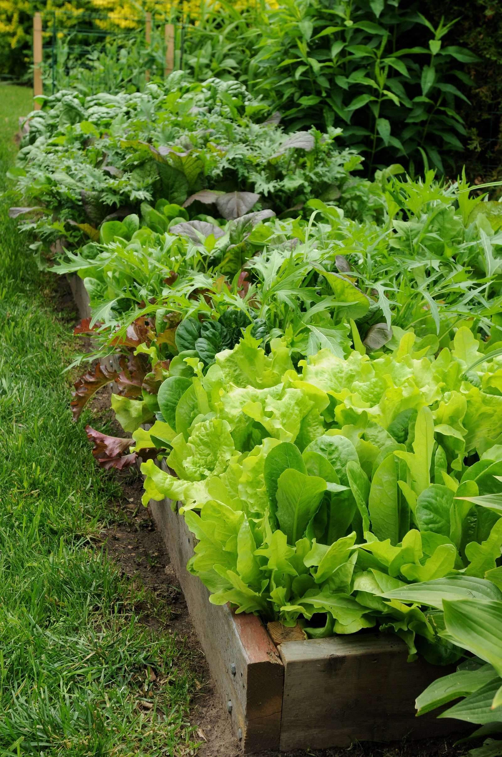 4 Vegetable Garden Layout Designs to Consider